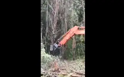 Tree Cutting